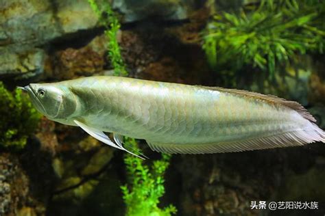 龍魚飼養|養龍魚常見的問題，新手養龍問題專區。魚缸尺寸？養。